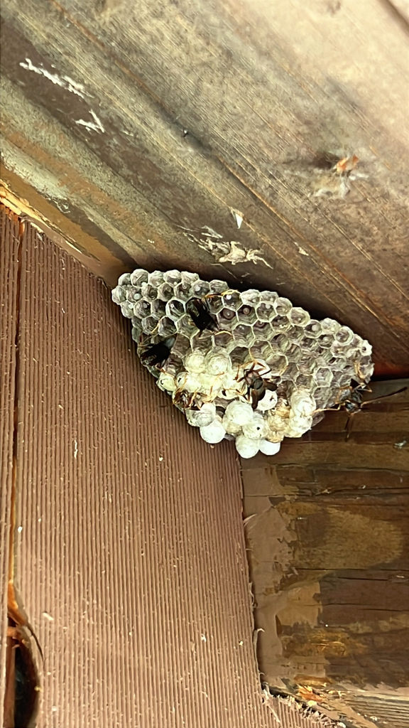 Umbrella Paper Wasps
