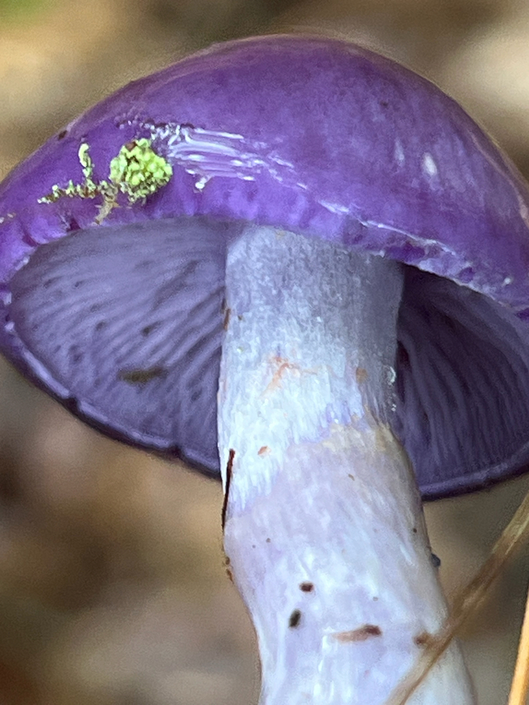 Viscid Violet Cort