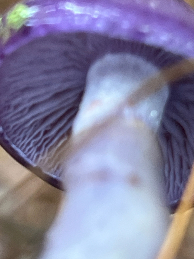 Viscid Violet Cort
