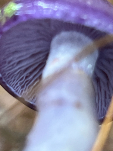 Viscid Violet Cort