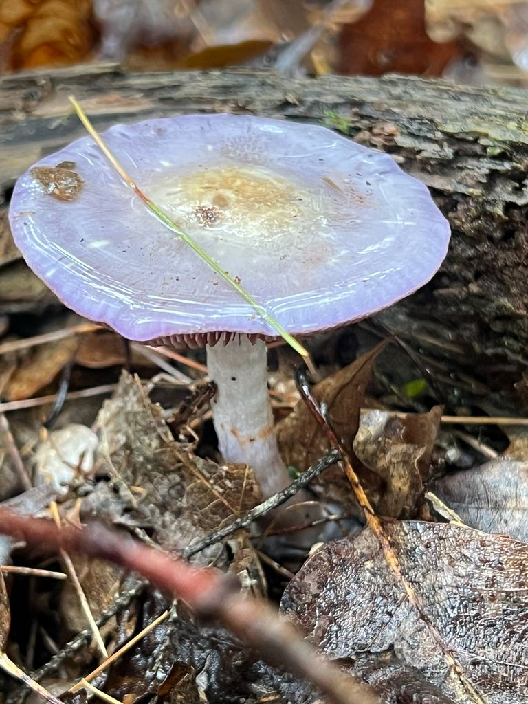 Viscid Violet Cort