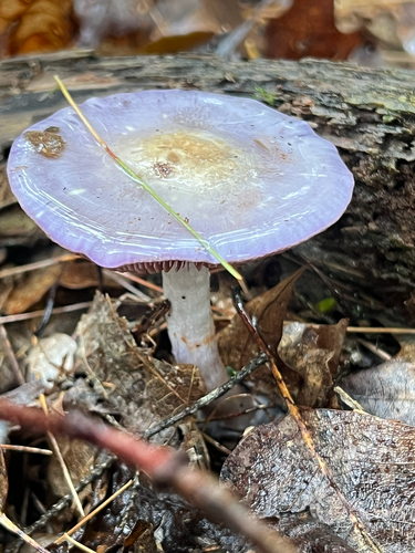 Viscid Violet Cort