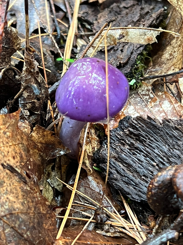 Viscid Violet Cort