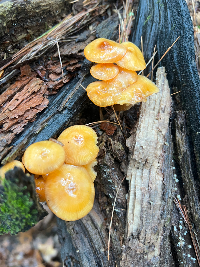 Common Gilled Mushrooms and Allies