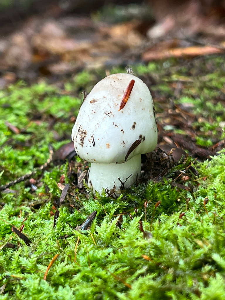 amanita mushrooms