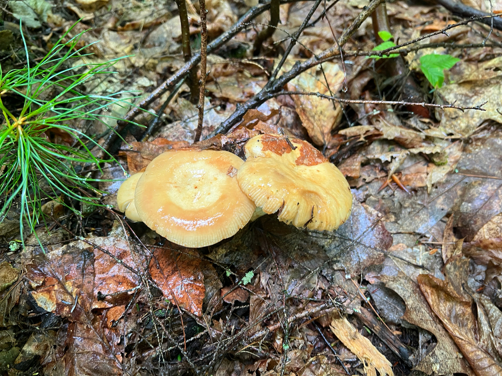 Almond-scented Russula