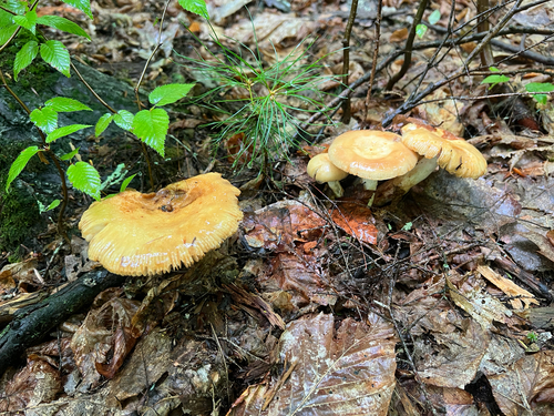 Almond-scented Russula