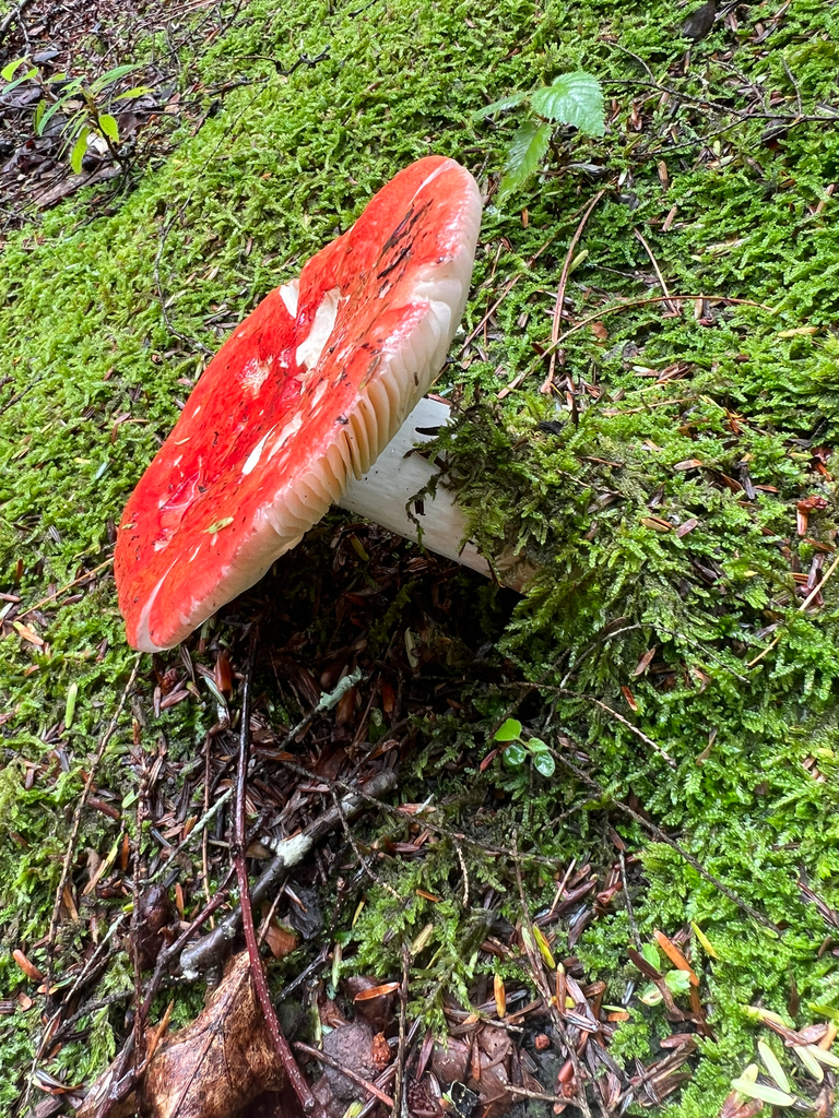 brittlegills