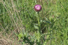 Carduus nutans