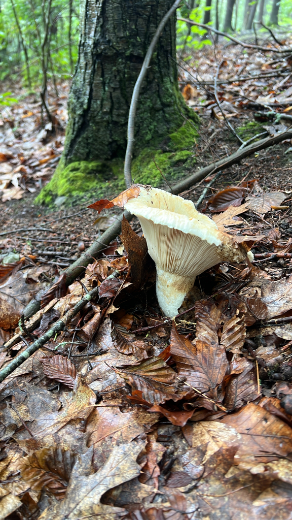 Lactifluus