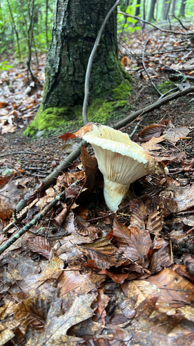 Lactifluus