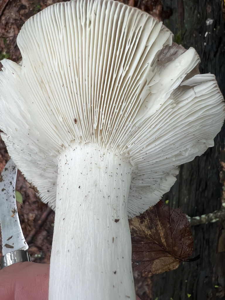 Lactifluus
