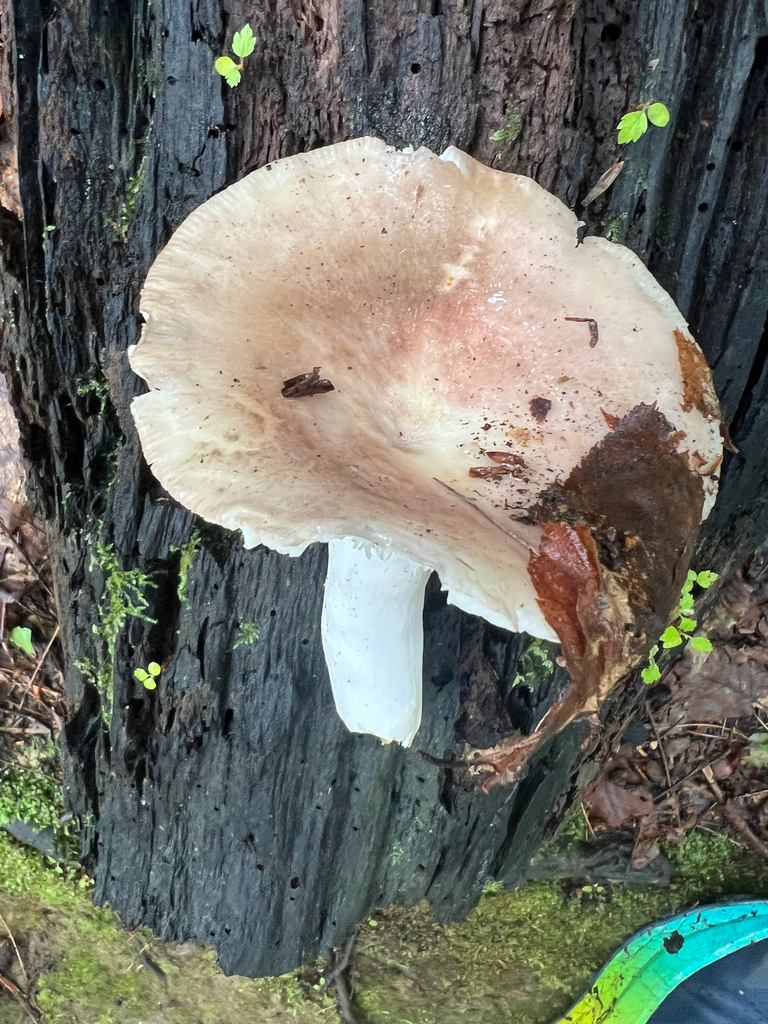 Lactifluus
