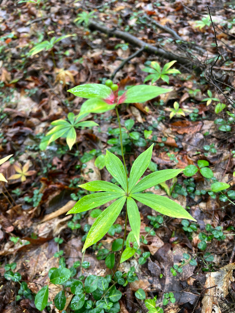 Cucumber Root