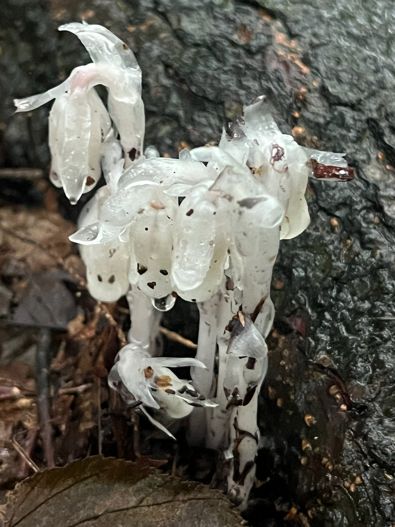Ghost Pipe