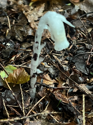 Ghost Pipe