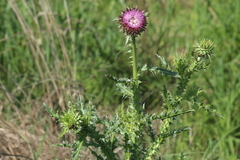 Carduus nutans