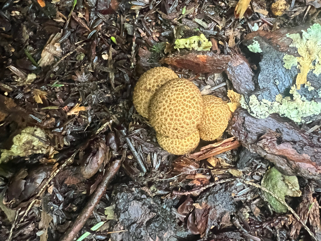 common earthball