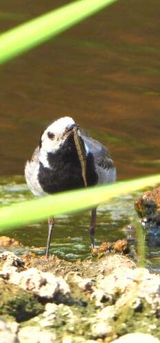 White Wagtail