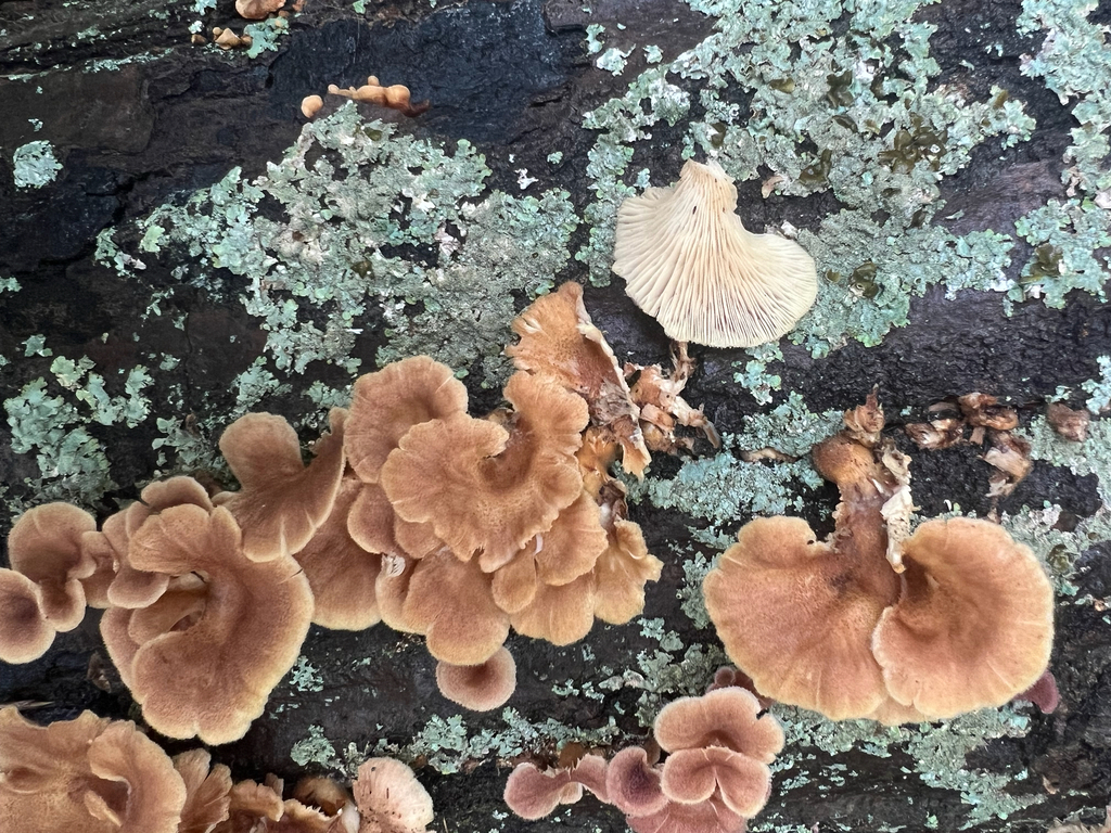 Mushrooms, Bracket Fungi, Puffballs, and Allies