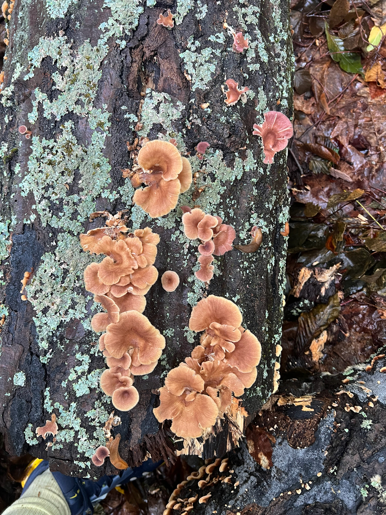 Mushrooms, Bracket Fungi, Puffballs, and Allies