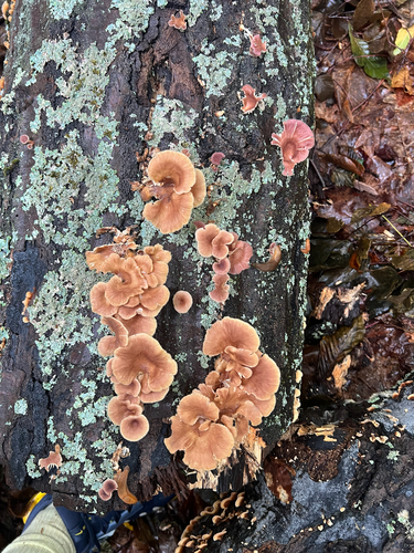 Mushrooms, Bracket Fungi, Puffballs, and Allies