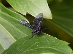 Phymatocera aterrima