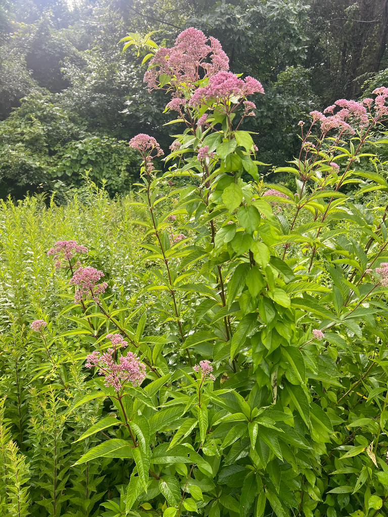 Joe-Pye weeds
