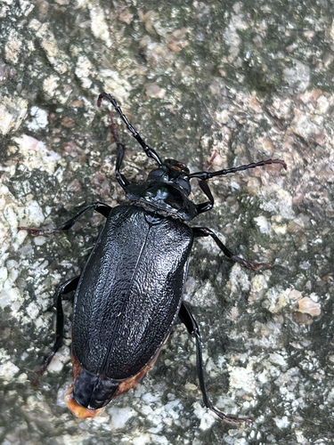 Broad-necked Root Borer