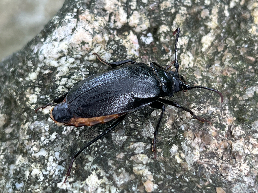 Broad-necked Root Borer