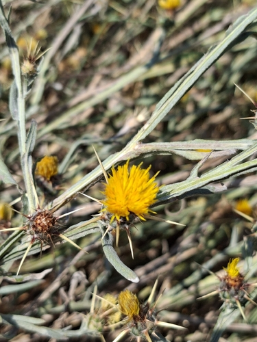 Yellow Star-Thistle