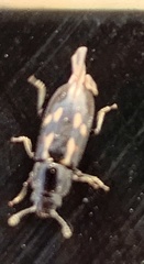 Glischrochilus vittatus