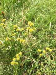 Juncus brachycarpus