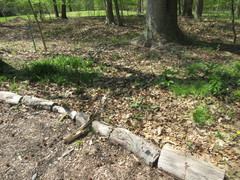 Ficaria verna bulbilifera