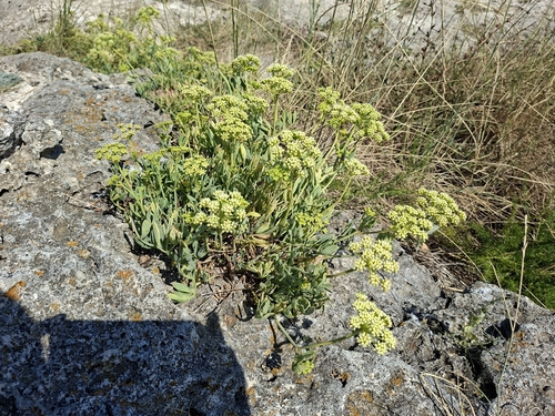 rock samphire