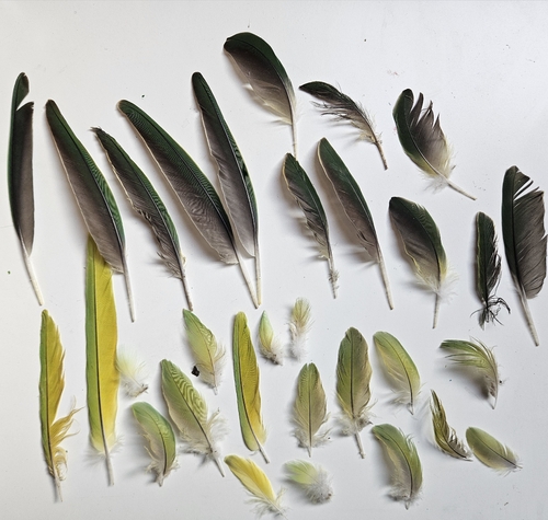 Plume de Perruche à collier