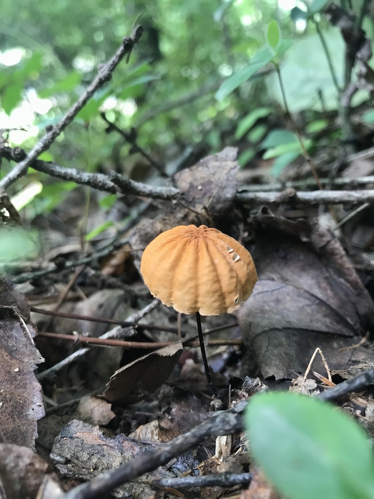 Orange Pinwheel · August 2026 · photo: Photo: (c) Matthew Rozanoff, some rights reserved (CC BY) · iNaturalist