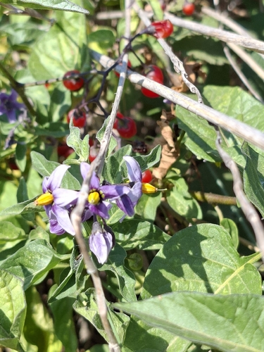 bittersweet nightshade
