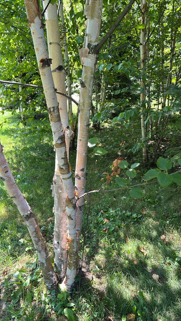 paper birch