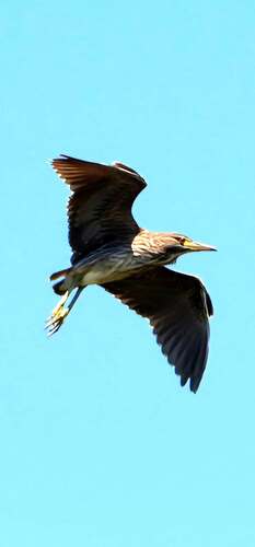 Black-crowned Night Heron