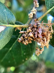 Callirhytis serricornis