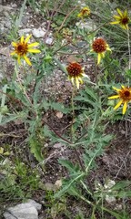 Tetragonotheca texana