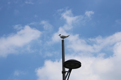 Chroicocephalus ridibundus