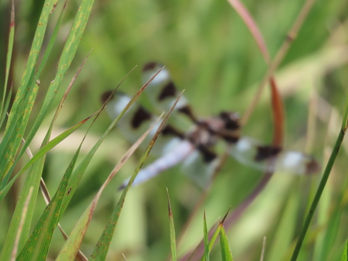 Twelve-spotted Skimmer