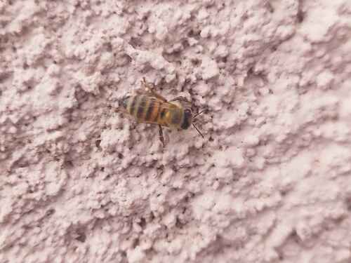 Western Honey Bee