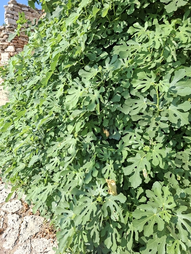 common fig