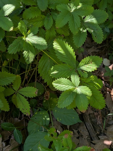 Potentilla simplex, photograph 2