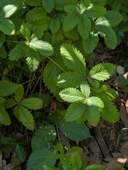 Potentilla simplex, photograph (c) Michael, Antoni and Nihat Hinczewski, some rights reserved (CC BY)