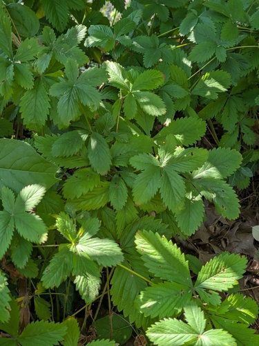 Potentilla simplex, photograph 3