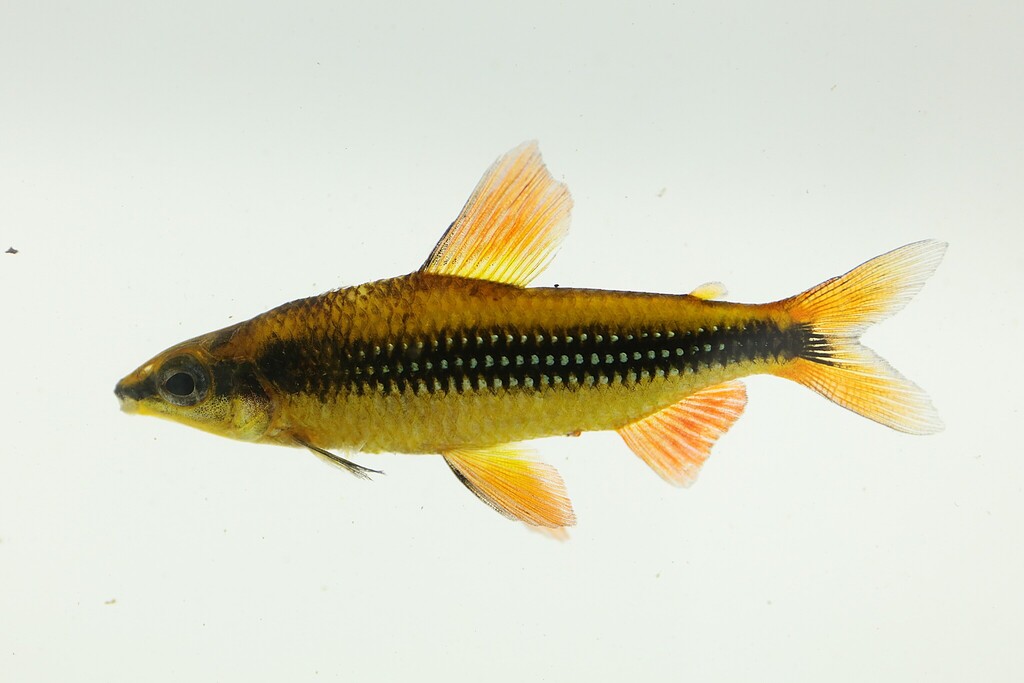 Small African darter (Nannocharax parvus) — Distichodontidae